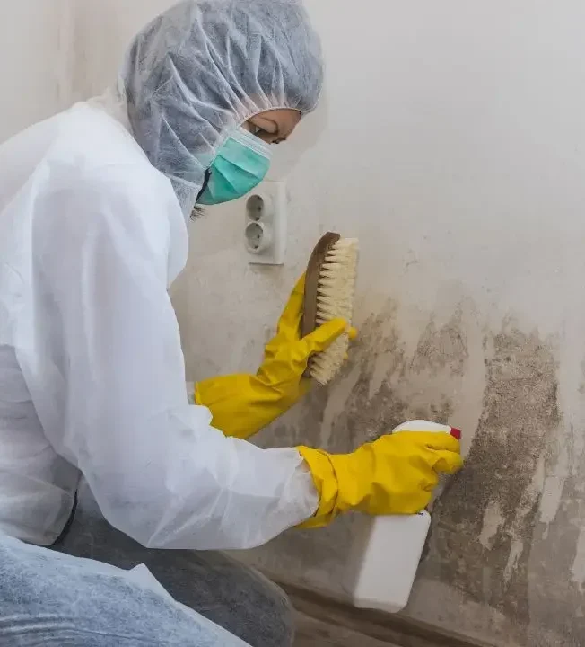 Mold remediation